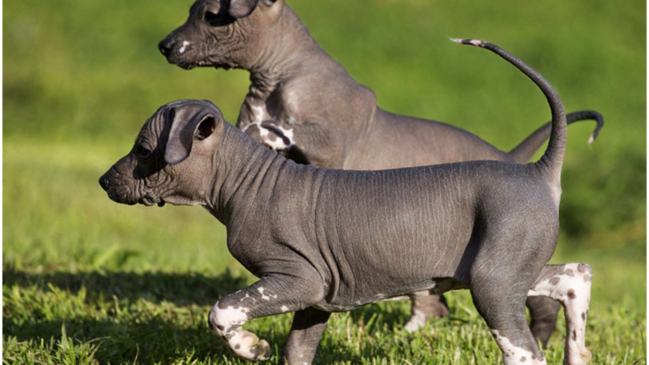 Mexican Hairless Dog Pictures